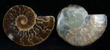 Inch Polished Ammonite (Pair) #1980-1